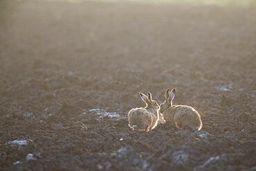 Brown hare (Lepus europaeus) in a field, Switzerland.