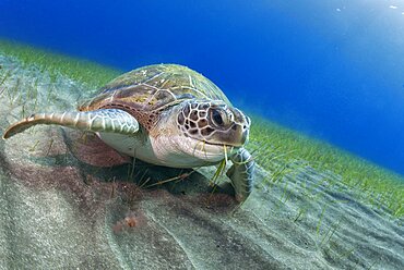 Green sea turtle (Chelonia mydas) in seagrass - seagrass, sebadal, seba (Cymodocea nodosa). Of all the sea turtles that exist, it is the only omnivorous species, feeding in its subadult and adult state on marine plants and algae. Underwater bottoms of the Canary Islands, Tenerife.