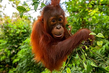 Bornean orangutan (Pongo pygmaeus) juvenile playing in tree, Tanjung Puting National Park, Central Kalimantan, Indonesia