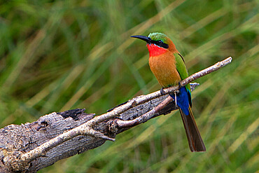 Red-throated bee-eater (Merops bulocki) on a branch, Murchison Falls National Park, Uganda