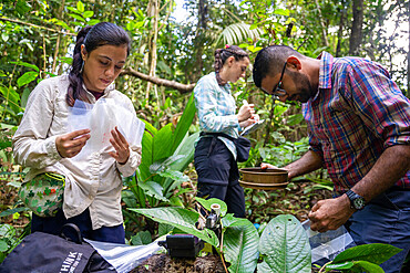 27-year-old researcher and her team working on nitrogen exchange between bacteria and the roots of legumes in the rainforest at the "La Selva" research station in Puerto Viejo de Sarapiqui, Costa Rica