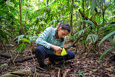 27-year-old researcher working on nitrogen exchange between bacteria and the roots of legumes in the rainforest at the "La Selva" research station in Puerto Viejo de Sarapiqui, Costa Rica