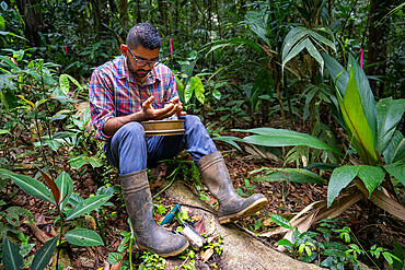 Research assistant working on nitrogen exchanges between bacteria and the roots of legumes in the tropical forest of the "La Selva" research station in Puerto Viejo de Sarapiqui, Costa Rica