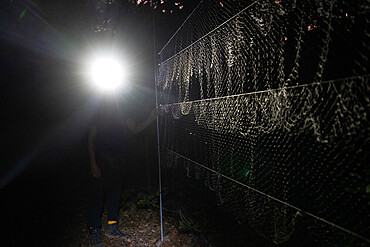 Net for catching bats as part of a pollination study, rainforest at the "La Selva" research station in Puerto Viejo de Sarapiqui, Costa Rica