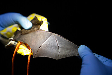 Sowell's short-tailed bat (Carollia sowelli) caught as part of a pollination study, rainforest at the "La Selva" research station in Puerto Viejo de Sarapiqui, Costa Rica