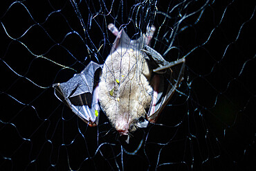 Bat caught in a net as part of a pollination study, rainforest at the "La Selva" research station in Puerto Viejo de Sarapiqui, Costa Rica