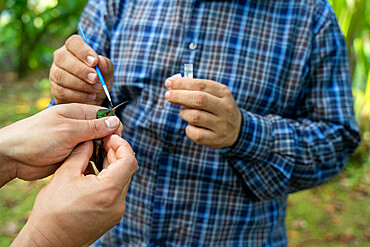 Researchers picking up pollen with a brush from the beak of a Rufous-tailed hummingbird as part of a pollination study, rainforest at the "La Selva" research station in Puerto Viejo de Sarapiqui , Costa Rica
