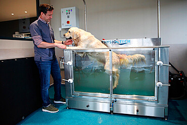 Veterinarian handling a golden retriever dog on an underwater mat during a physiotherapy session