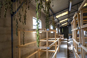 Stable of a CBD (cannabidiol) producer or cannabiculturist who also has cows and who dries the hemp flowers in the stable. The cows are outside at the time of the drying of the cannabis buds, Montagny, France.