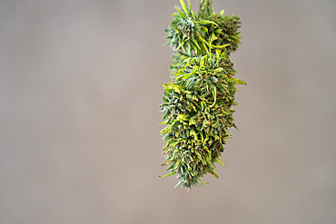 Stable of a CBD (cannabidiol) producer or cannabiculturist who also has cows and who dries the hemp flowers in the stable. The cows are outside at the time of the drying of the cannabis buds, Montagny, France.