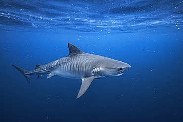 Tiger shark (Galeocerdo cuvier) swimming near a whale carcass drifting off Mayotte