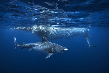 Tiger shark (Galeocerdo cuvier) eating a whale carcass drifting off Mayotte