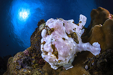 Commerson's frogfish (Antennarius commerson) on reef, Mayotte