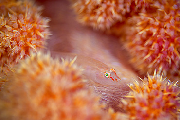 Soft-coral Goby (Pleurosicya boldinghi) on a beautiful pink, orange and yellow alcyonium, Mayotte