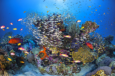 Magic coral. An explosion of life and biodiversity concentrated around this coral patch not far from the islet M'Tsamboro. Mayotte