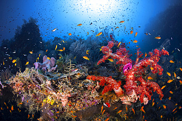 Reefscape from "Balcon sur le bleu" on the S pass reef, Mayotte