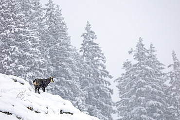 Alpine Chamois (Rupicapra rupicapra) in the snow, canton of Fribourg, Switzerland.