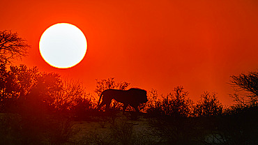 African lion walking on top of dune at sunrise in Kgalagadi transfrontier park, South Africa; Specie panthera leo family of felidae