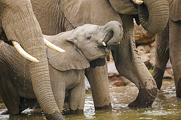 African bush elephant (Loxodonta africana) drinking at a waterhole. Mashatu, Northern Tuli Game Reserve. Botswana