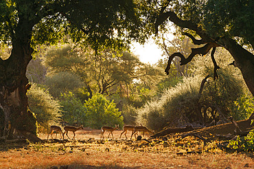 Impala or rooibok (Aepyceros melampus) herd feeding under nashatu or nyala (Xanthocercis zambesiaca) trees Mashatu, Northern Tuli Game Reserve. Botswana