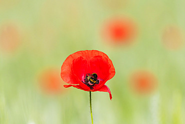 Buff-tailed Bumblebee (Bombus terrestris) pollinator on poppy (Papaver rhoeas) flower, France