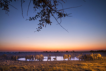 African Elephant (Loxodonta africana) herd at Okaukuejo waterhole, sunset setting, Etosha National Park, Namibia