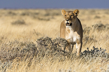 Lion (Panthera leo) lioness in the savannah, Etosha National Park, Namibia