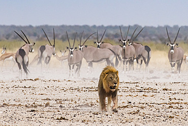 Lion (Panthera leo) male in front of Gemsbok (Oryx gazella), Etosha National Park, Namibia