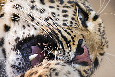 African leopard (Panthera pardus) portrait, Zelda guest farm, Gobabis, Omaheke, Namibia