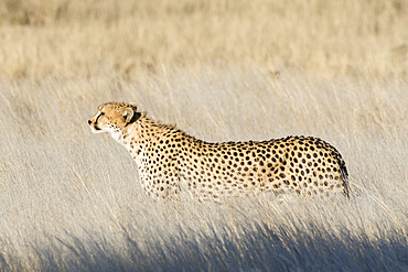 Cheetah (Acinonyx jubatus)female in the savannah, Okonjima private game reserve, Namibia