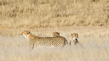 Cheetah (Acinonyx jubatus) female with cubs in the savannah, Okonjima private game reserve, Namibia