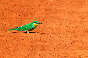 Blue-cheeked bee-eater (Merops persicus) on ground, Casamance, Senegal