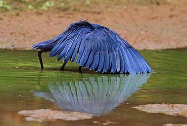 Black Heron (Egretta ardesiaca) hunting, Casamance, Senegal