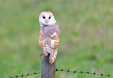 Barn owl (Tyto alba) perched on a post, England