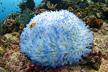 Clownfish with its sea anemone, Raja-Ampat, Indonesia