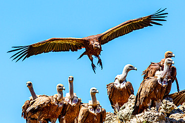 Griffon vulture (Gyps fulvus) on a rock, Aveyron, France