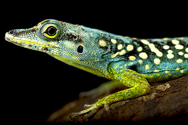 Martinique anole (Anolis roquet summus) on black background