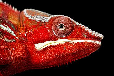 Panther chameleon (Furcifer pardalis) male.