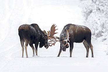 Eastern moose (Alces americanus) males confront each other on a snowy forest track after the rutting season. A friendly fight that allows the dominant male to consolidate his stature. Parc de la Gaspesie. Quebec. Canada