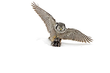 Northen Hawk Owl (Surnia ulula) catching a muskrat in snow. Central Quebec region. Quebec. Canada