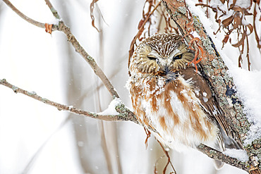 Northern Saw-whet owl (Aegolius acadicus) on a branch after a snowfall. Mauricie region. Quebec. Canada