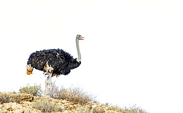 African Ostrich (Struthio camelus) isolated in blue sky in Kgalagadi transfrontier park, South Africa