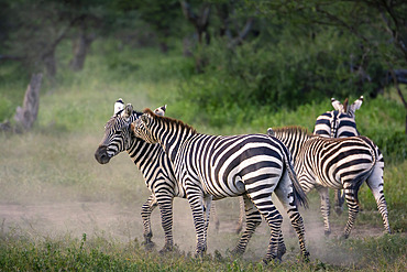 Plains zebra or common zebra (Equus quagga prev. Equus burchellii) stallions fighting. Ngorongoro Conservation Area (NCA). Tanzania