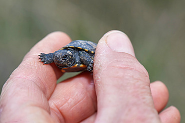 European pond turtle (Emys orbicularis) Measurement and weighing of a , Brenne, France