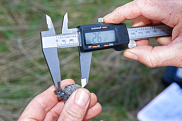 European pond turtle (Emys orbicularis) Measurement and weighing of a , Brenne, France