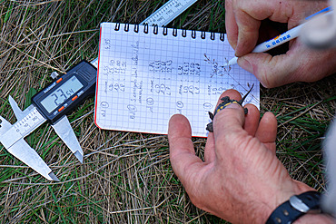 European pond turtle (Emys orbicularis) Measurement and weighing of a , Brenne, France