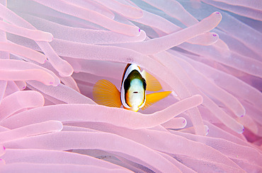 Clark's Anemonefish (Amphiprion clarkii) in Magnificent Sea Anemone (Heteractis magnifica), Laha dive site, Ambon, Maluku, Indonesia, Banda Sea