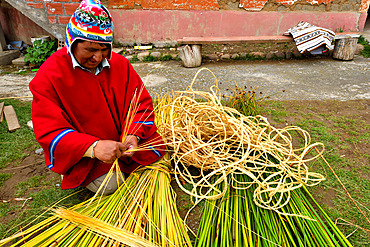 Aymara working the totora (Schoenoplectus californicus subsp. tatora), Lake Titicaca, Bolivia