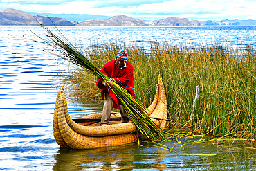 Aymara harvesting totora (Schoenoplectus californicus subsp. tatora) with a knife attached to a stick. Lake Titicaca, Bolivia