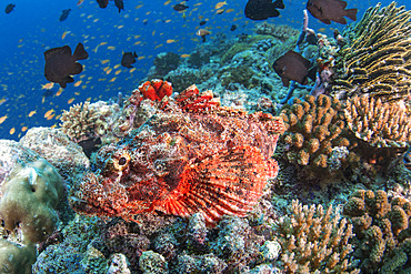 Tassled scorpionfish (Scorpaenopsis oxycephala). Maldives Islands, Indian Ocean.